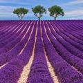 Vente en ligne de senteurs de provence